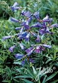 Penstemon heterophyllus 'zuriblau'